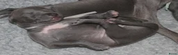 Italian Greyhound dogs for sale: KC Reg Italian Greyhounds Health tested parents - Advert 3