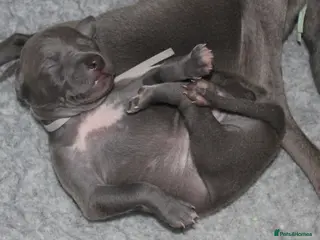 Italian Greyhound dogs KC Reg Italian Greyhound only 1 available - Advert 2