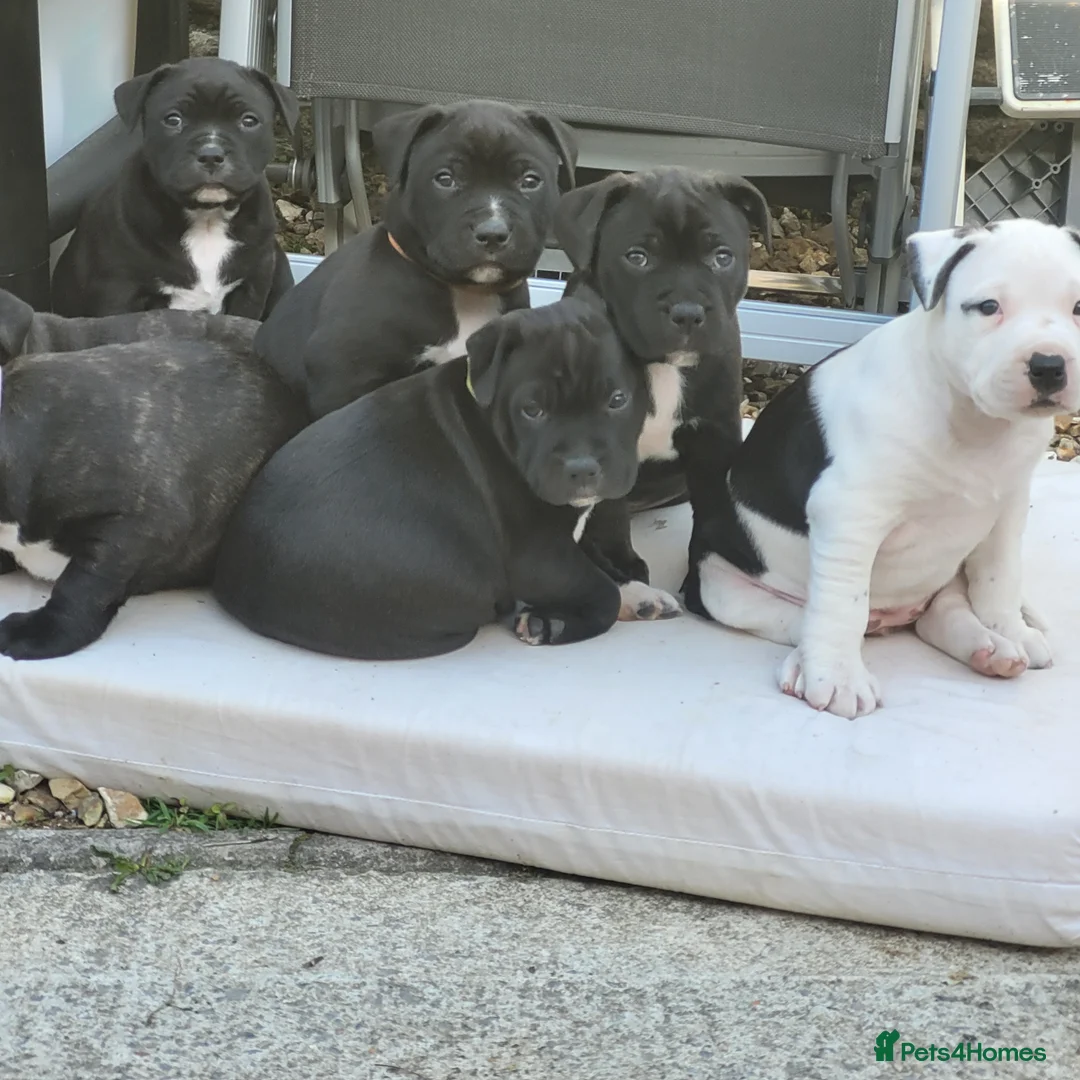 Mixed Breed dogs for sale: Am/StaffXCORSOXSTAFF in Swanage - Advert 2