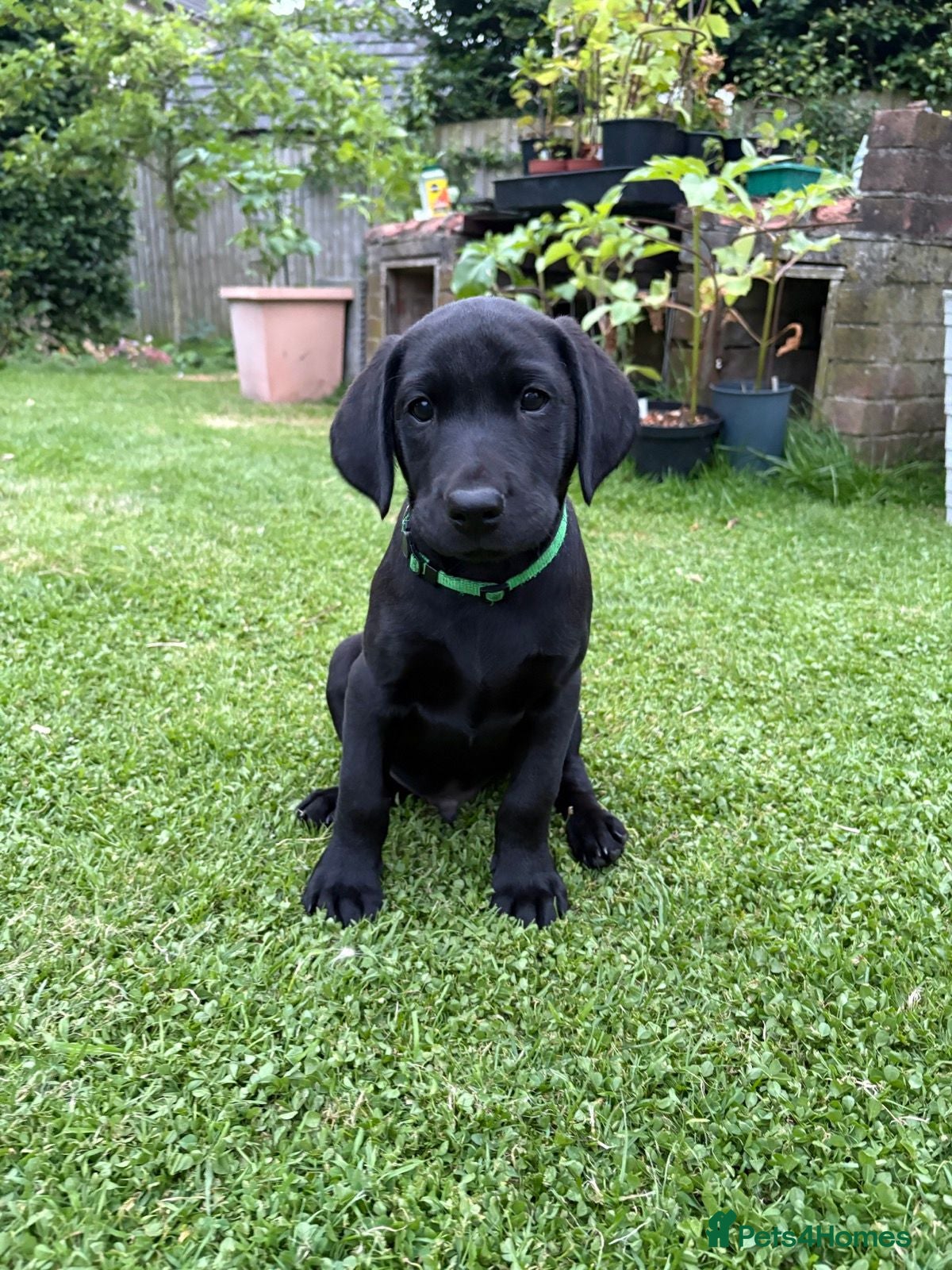 Labrador Retriever dogs KC FTCh Black Lab Boys - Elite Quality, Ready Now - Advert 1