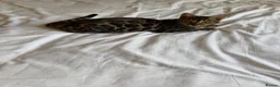 Bengal cats for sale: Beautiful bengal for sale - Advert 4