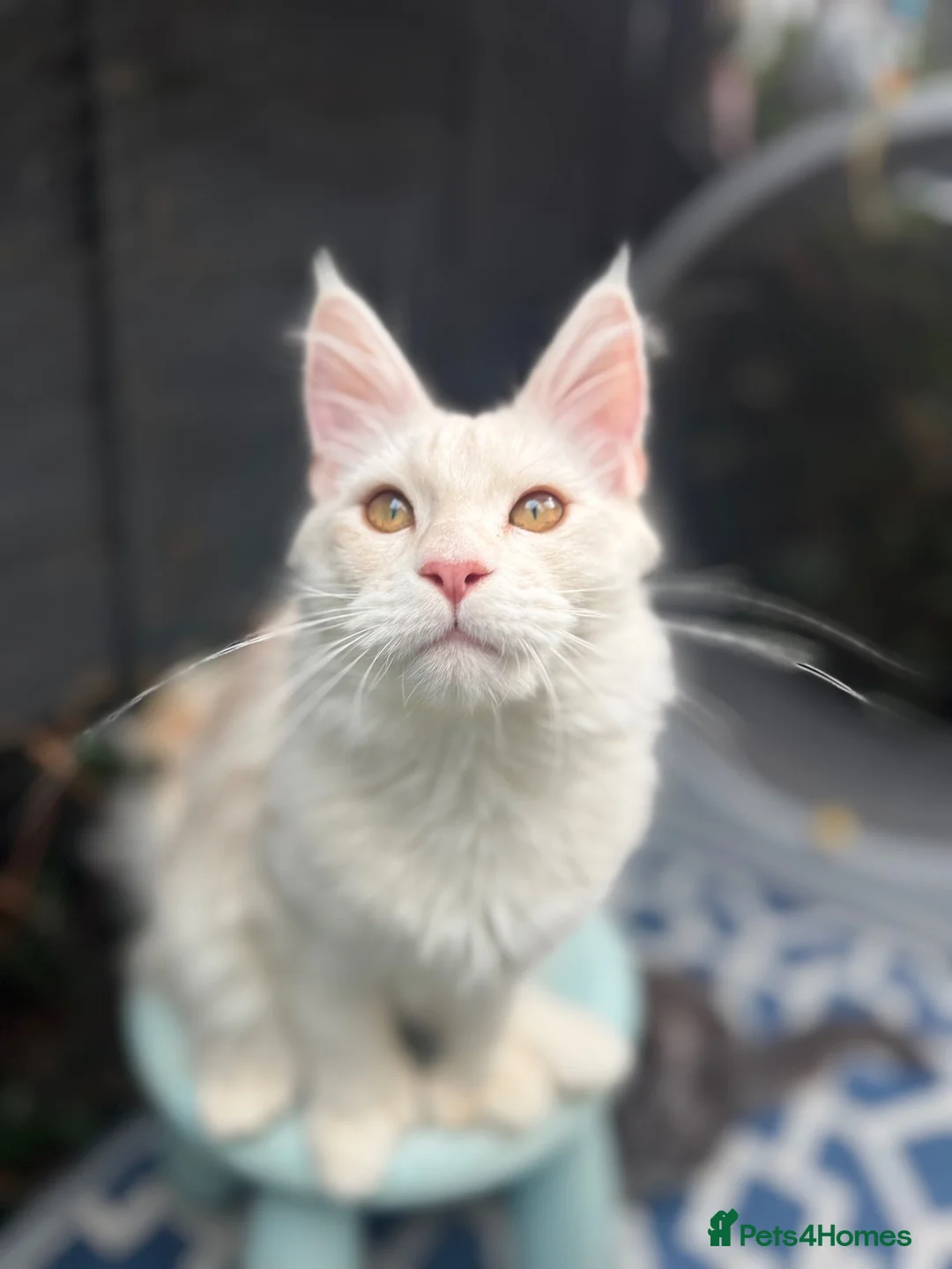 Maine Coon cats for stud: Red silver shaded polydactyl for stud  - Advert 2