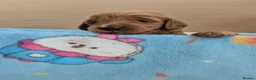 Goldendoodle dogs for sale: F1B Golden doodle Puppies  - Advert 10