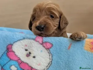 Goldendoodle dogs F1B Golden doodle Puppies - Advert 1