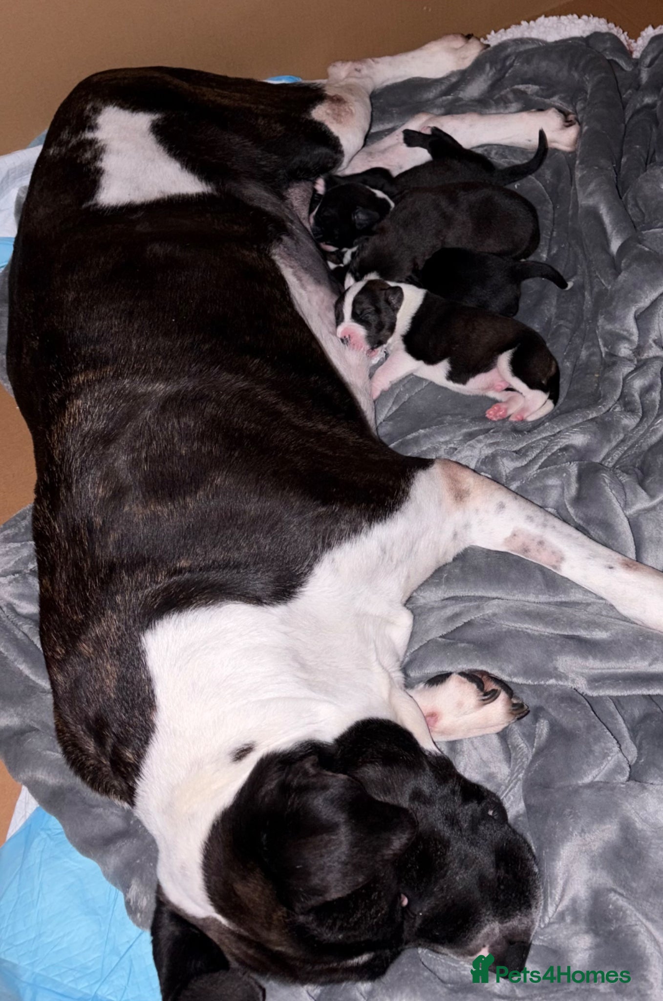 Mixed Breed dogs Male staffy cross  - Advert 1