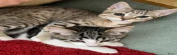 Maine Coon cats for sale: Playful Maine coon kittens ready for a loving home - Advert 17