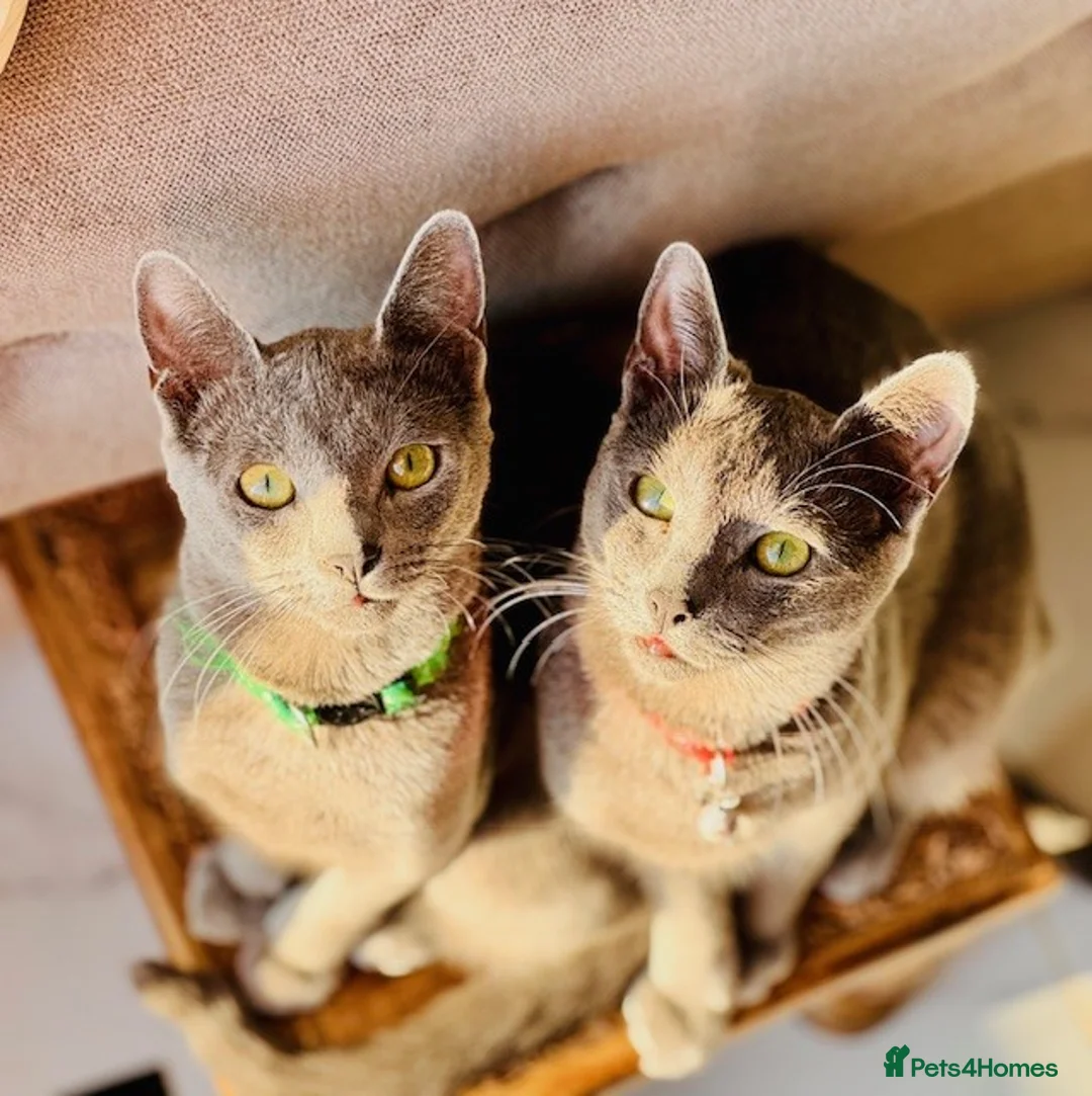 Russian Blue cats for sale: **Pure Breed Russian Blue Kittens** - Advert 2