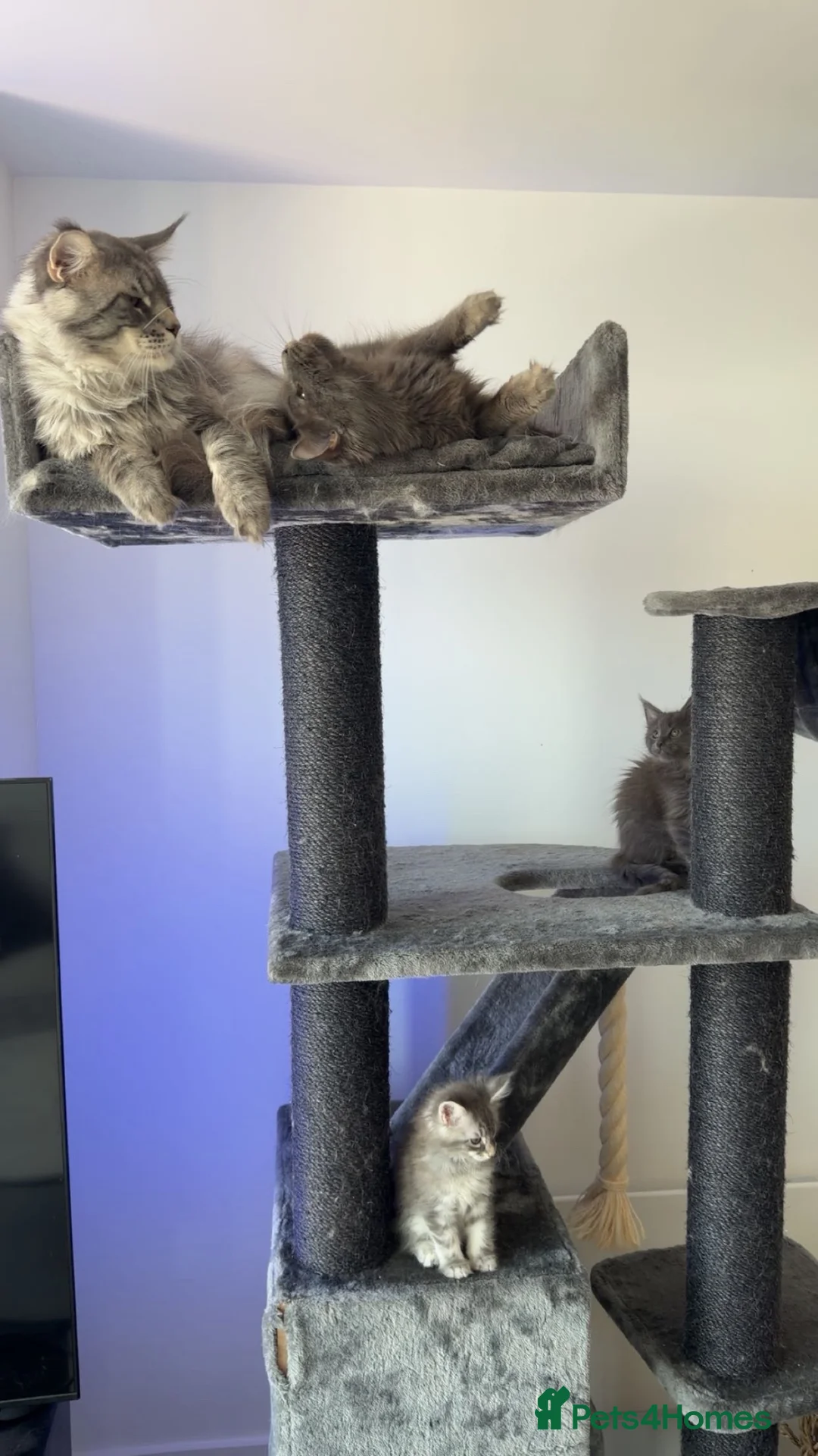 Maine Coon cats for sale: maine coon kittens  - Advert 1