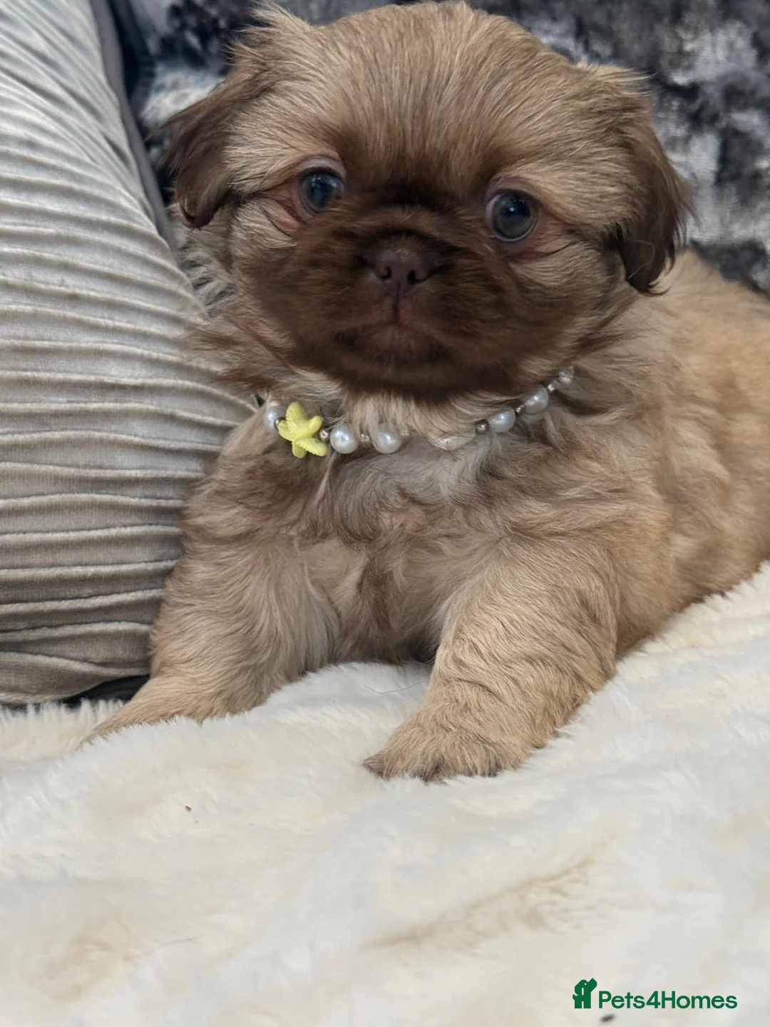 Pekingese dogs for sale: Pekingese pups  in Larkhall - Advert 2