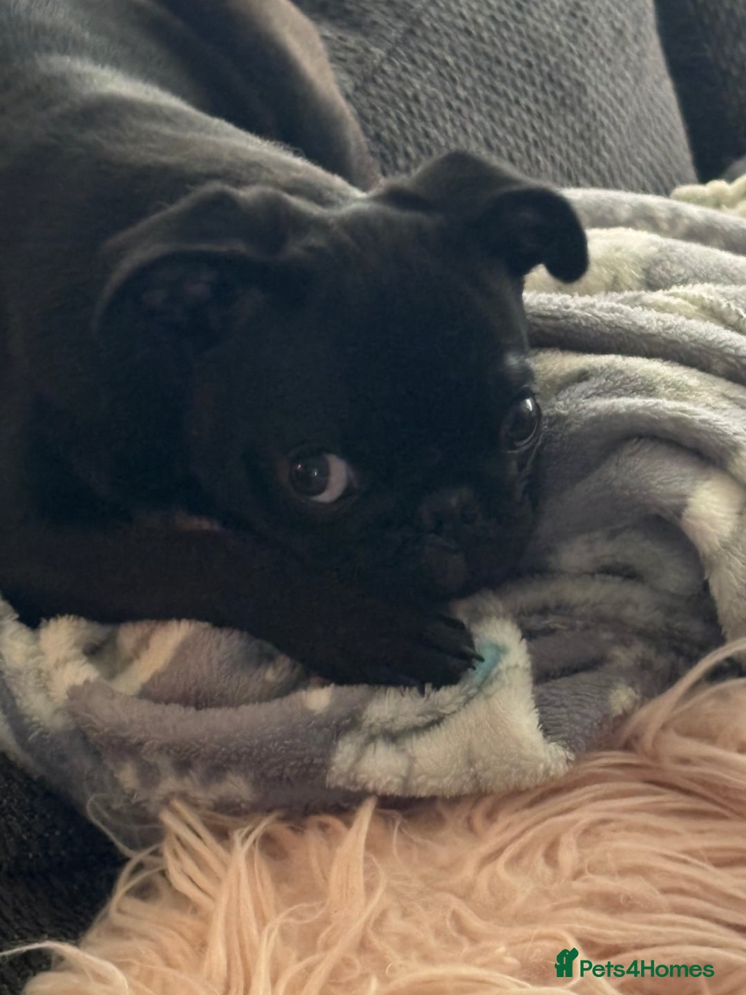 Pug dogs for sale: Pug puppy for sale - Image 2