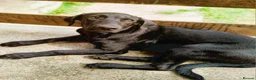 Mixed Breed dogs for adoption: 🐾 MAX – LOOKING FOR A FOREVER HOME 🐾 - Advert 5