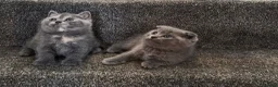 Scottish Fold cats for sale: Scottish Fold Kittens Looking for Their Homes  - Advert 2