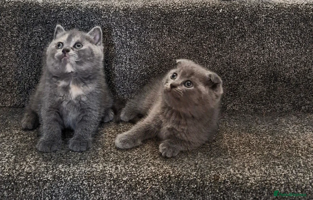 Scottish Fold cats for sale: Scottish Fold Kittens Looking for Their Homes  - Advert 2