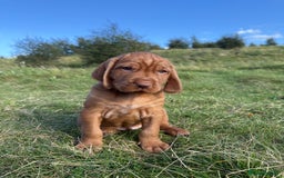Hungarian Vizsla dogs for sale: Wirehaired Vizsla’s - Image 28