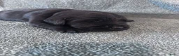 Goldador dogs for sale: 8 gorgeous black goldadors  - Advert 29
