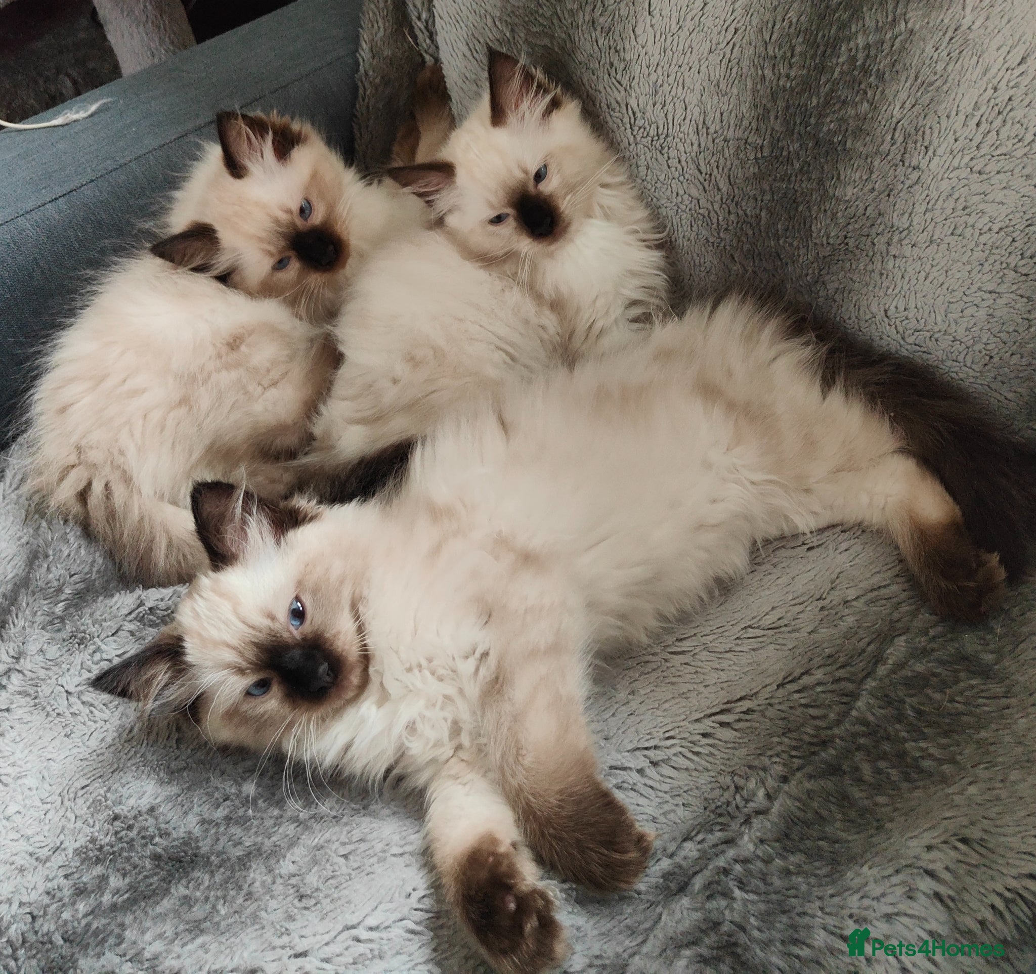 Ragdoll cats for sale: Ragdoll kittens  - Advert 5