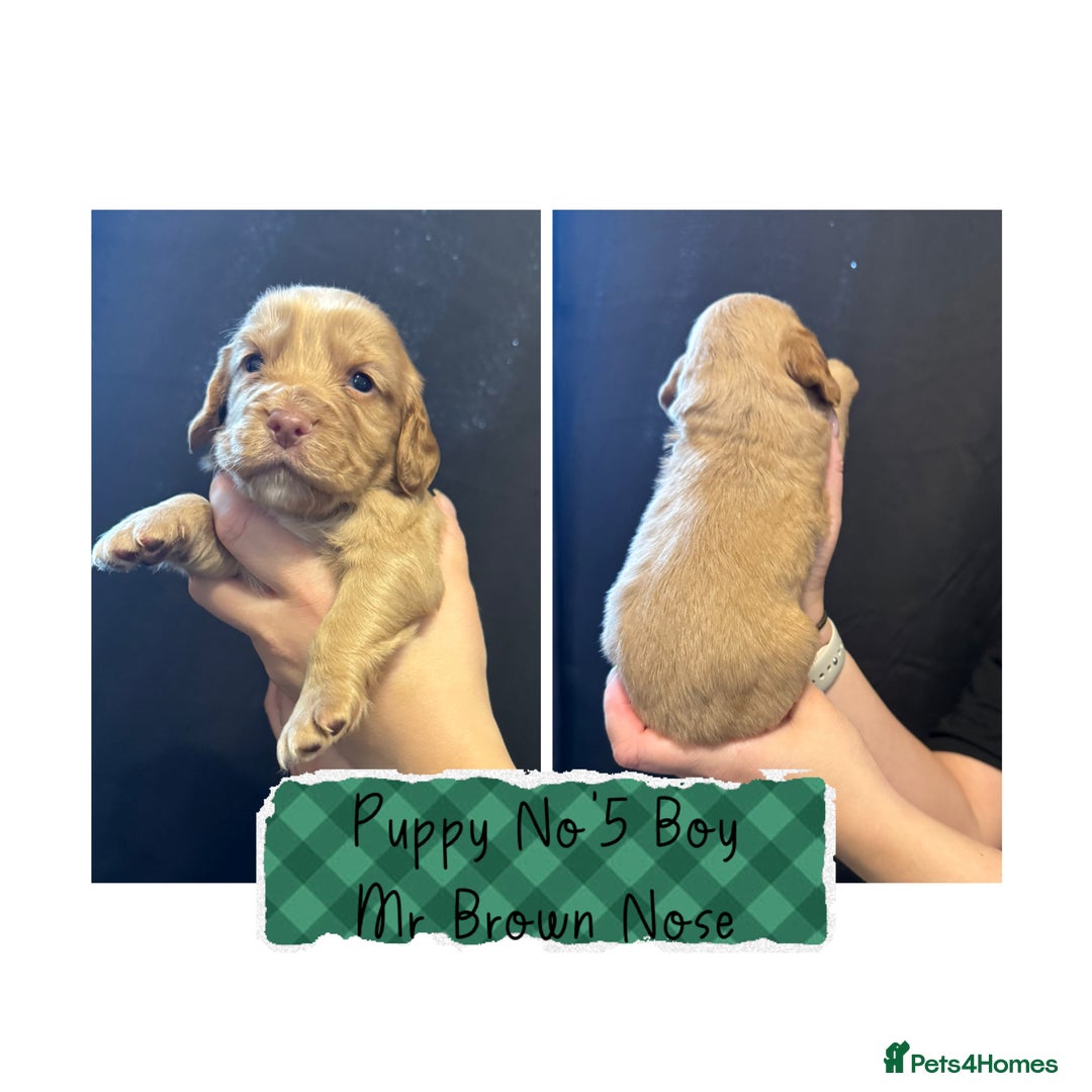 Cocker Spaniel dogs for sale: Cocker Spaniel Puppies - Image 5