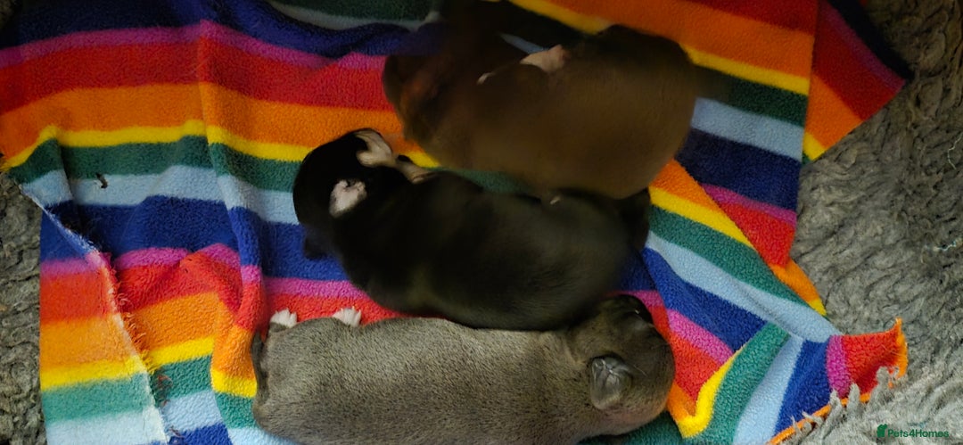 Chihuahua dogs for sale: ❤️Amazing KC Chihuahua Puppies - Image 5