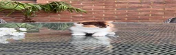British Shorthair cats for sale: FULL PEDIGREE REGISTERED BSH - Advert 13