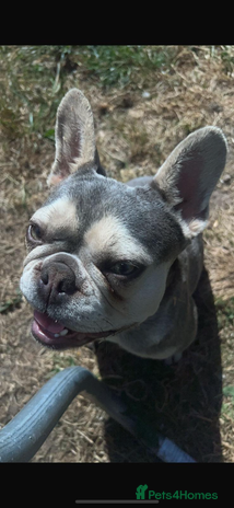 French Bulldog dogs - Advert 1