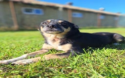 Mixed Breed dogs for adoption: Angel for adoption - Image 6