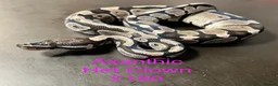 Python Snake reptiles for sale: Mixed juvinile royals - Advert 11