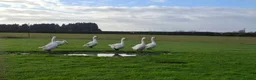 Geese poultry for sale: Premium Large-Strain Embden Breeding Ganders in Thetford - Advert 4