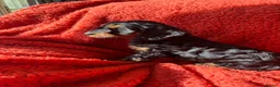 Cockapoo dogs for sale: 5 beautiful cockapoos ready now  in Stafford - Advert 9