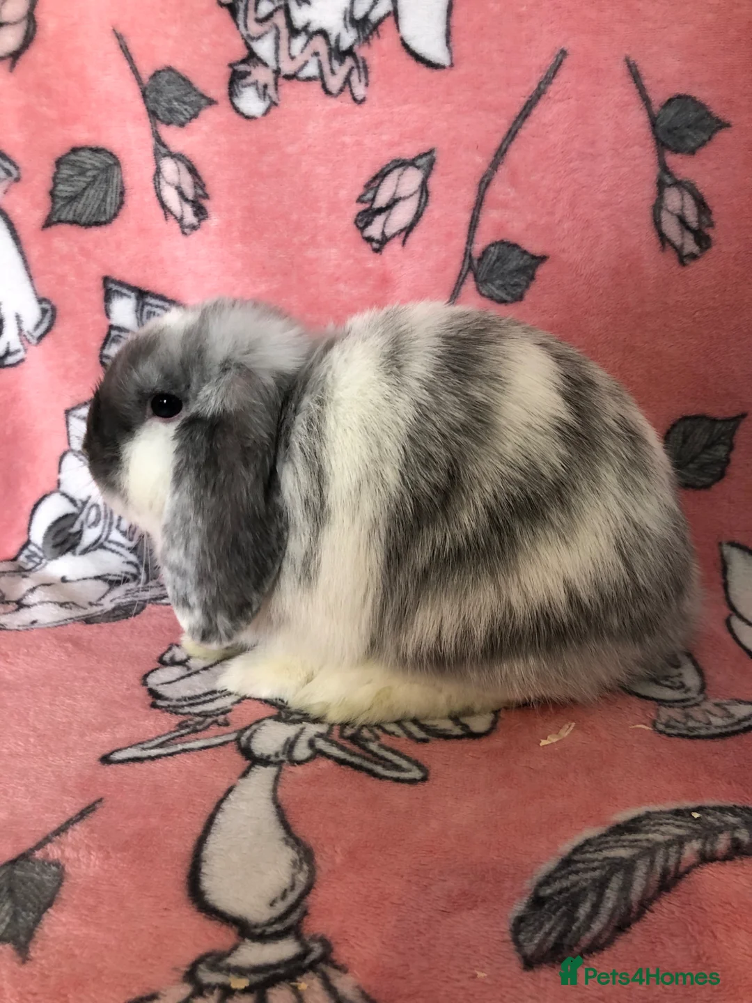 Mini Lop rabbits for sale: Beautiful mini lop bunnies  - Advert 1