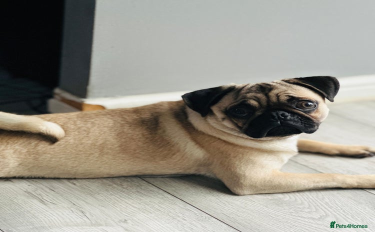 Pug dogs - Advert 1