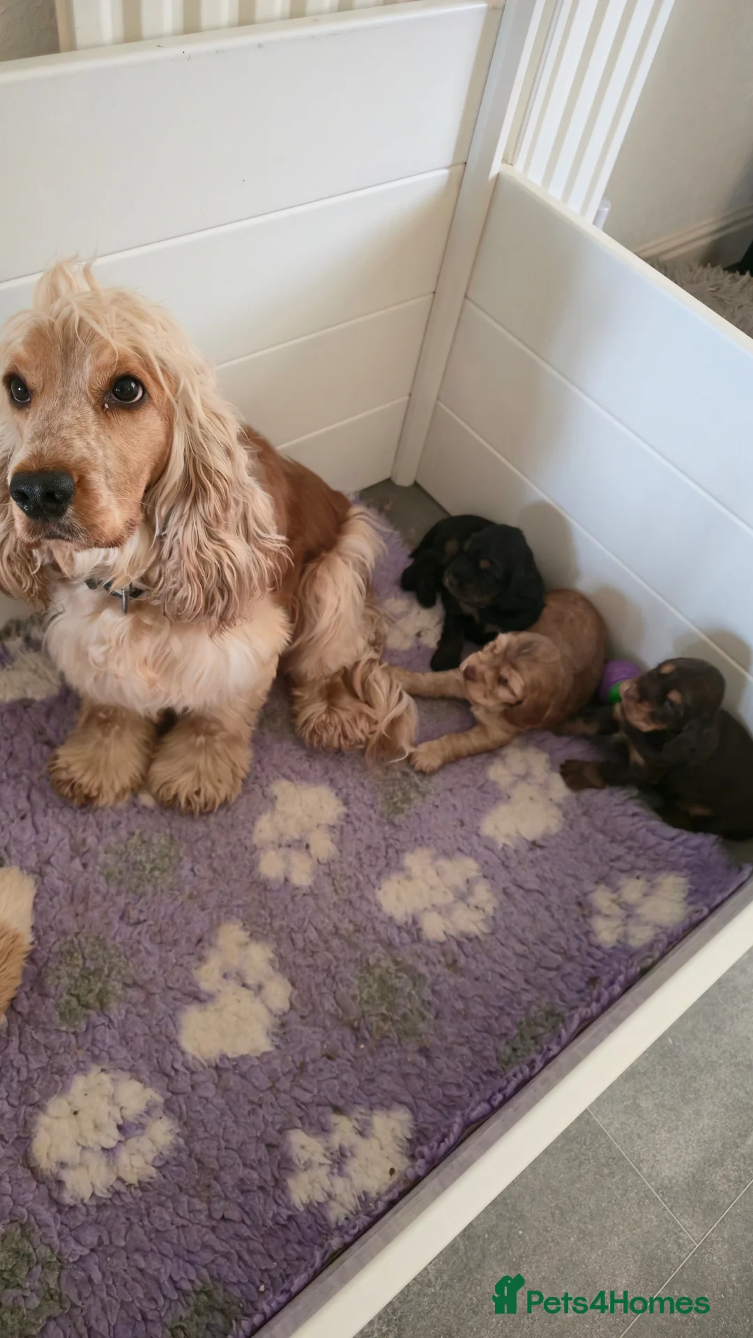 Cocker Spaniel dogs for sale: KC Reg Show Cocker Spaniel Puppy Black and tan - Advert 2