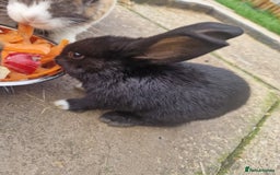 Mixed Breed rabbits for sale: 4 baby bunnies - Image 4