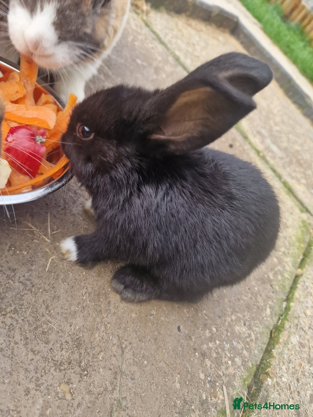 Mixed Breed rabbits for sale: 4 baby bunnies - Image 4
