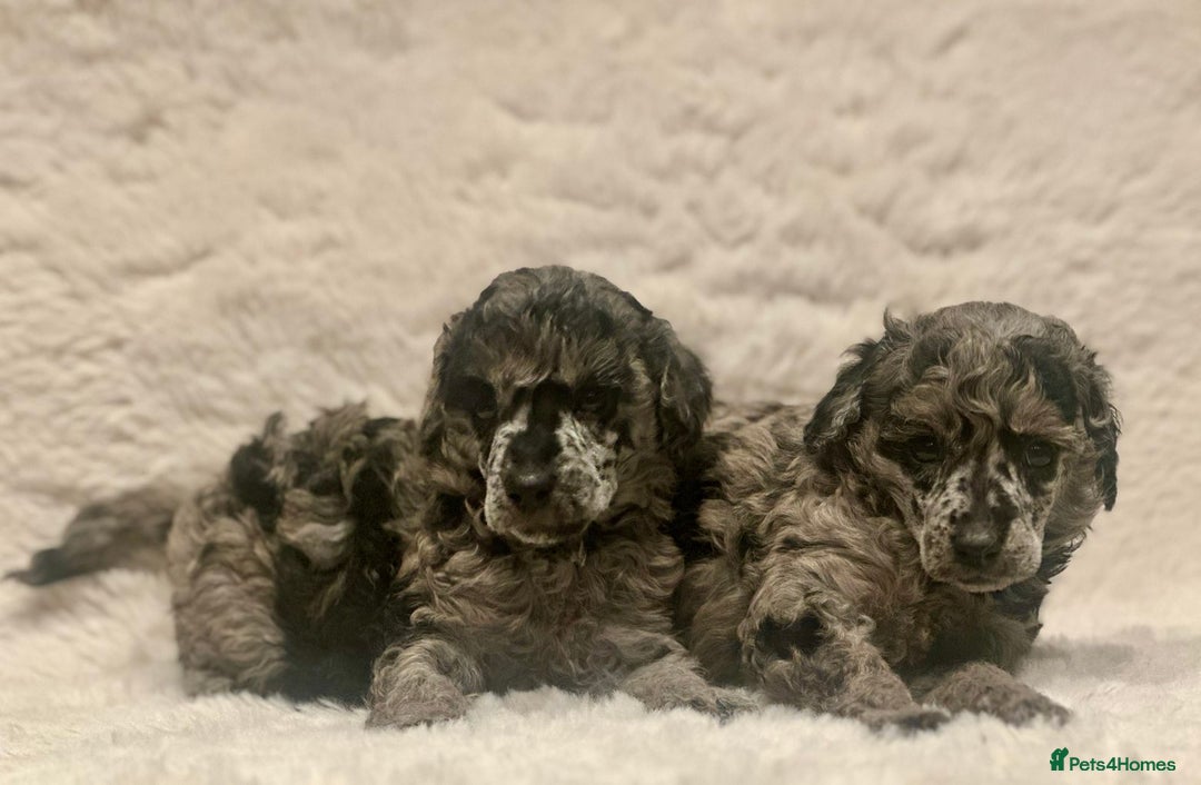Miniature Poodle dogs for sale: Miniature poodle puppies  - Image 15