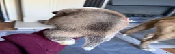 Mixed Breed dogs for sale: Puppies mixed bread  in Stoke-on-Trent - Advert 27