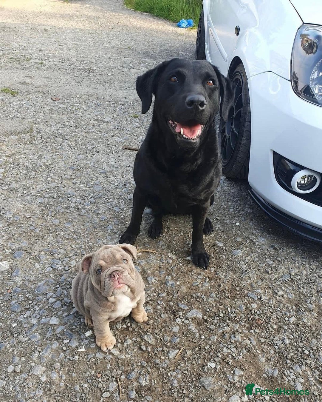 English Bulldog dogs for sale: English Bulldog Puppies Coloured  - Advert 15