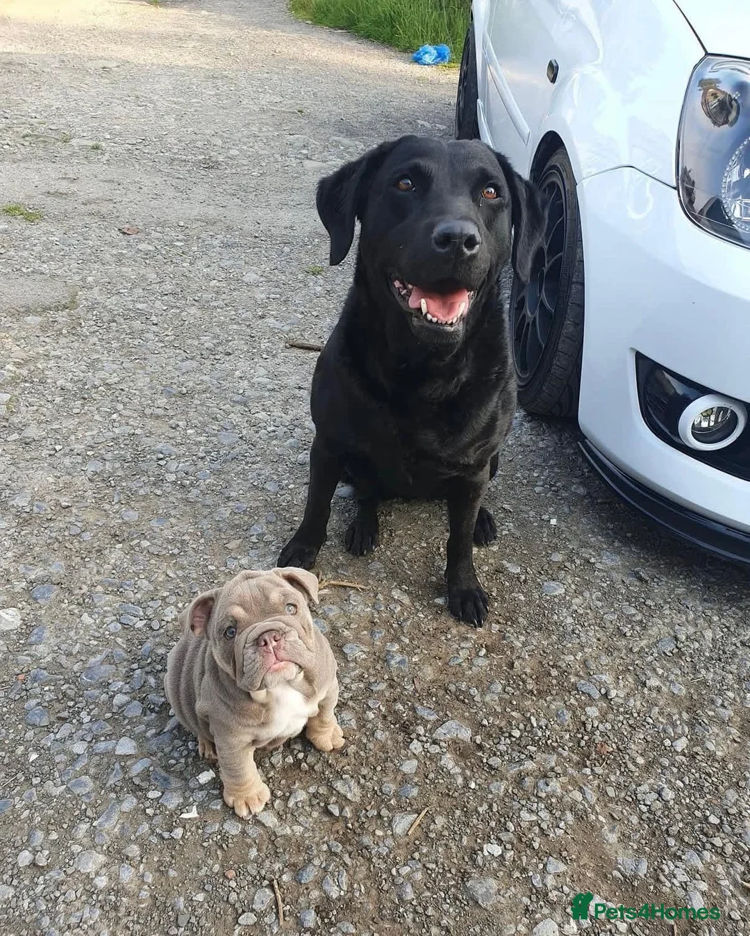 English Bulldog dogs for sale: English Bulldog Puppies Rare Coloured Ready now! - Advert 16