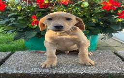 Labrador Retriever dogs for sale: Kc registered Labrador Retrievers - Image 4