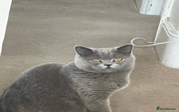 British Shorthair cats for sale: British short hair cute  - Advert 7