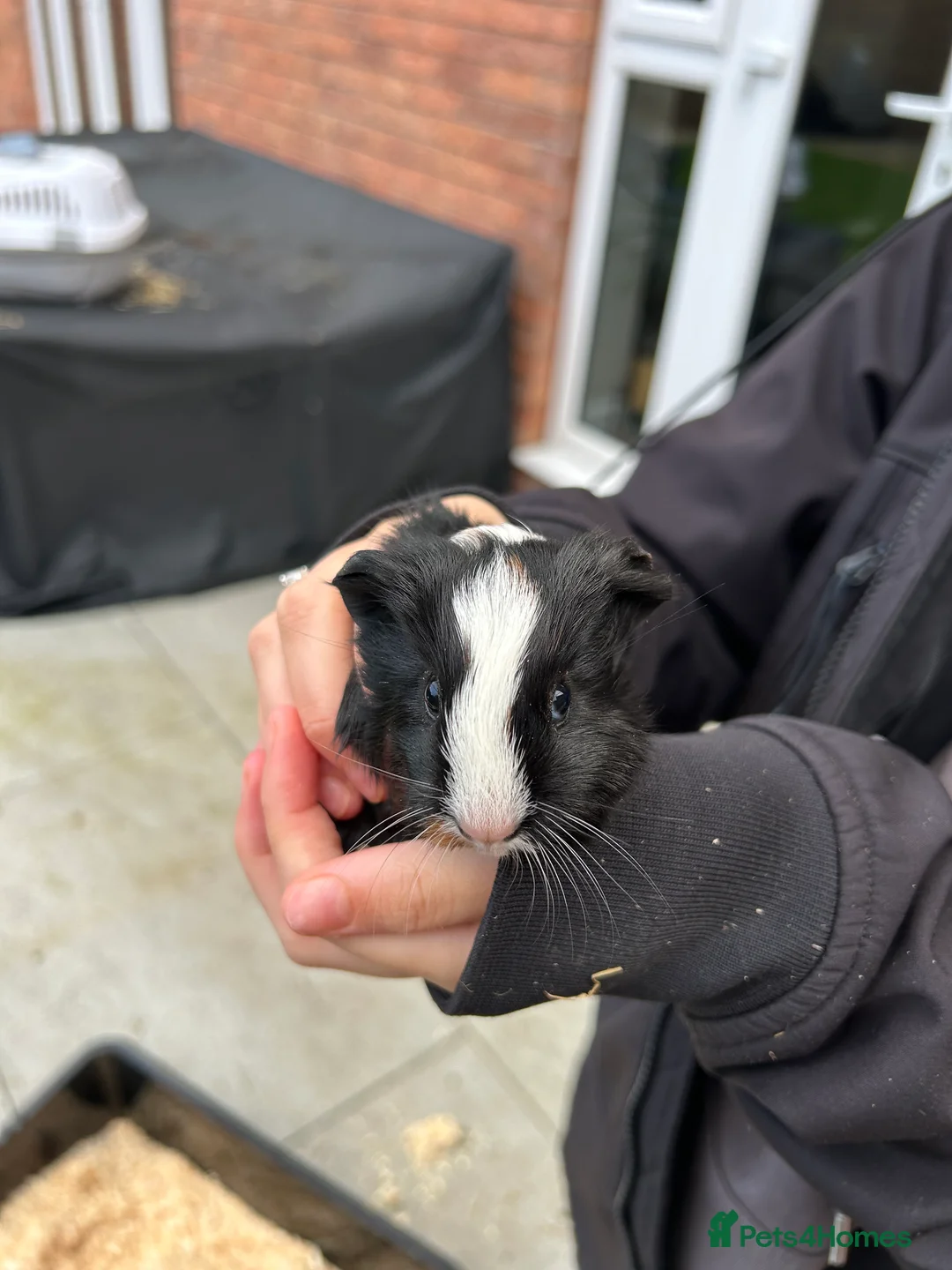 Guinea Pig rodents for sale: Two baby guinea pigs  - Advert 3