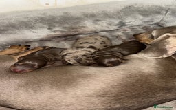 Miniature Dachshund dogs for sale: Miniature dachshund  - Image 12