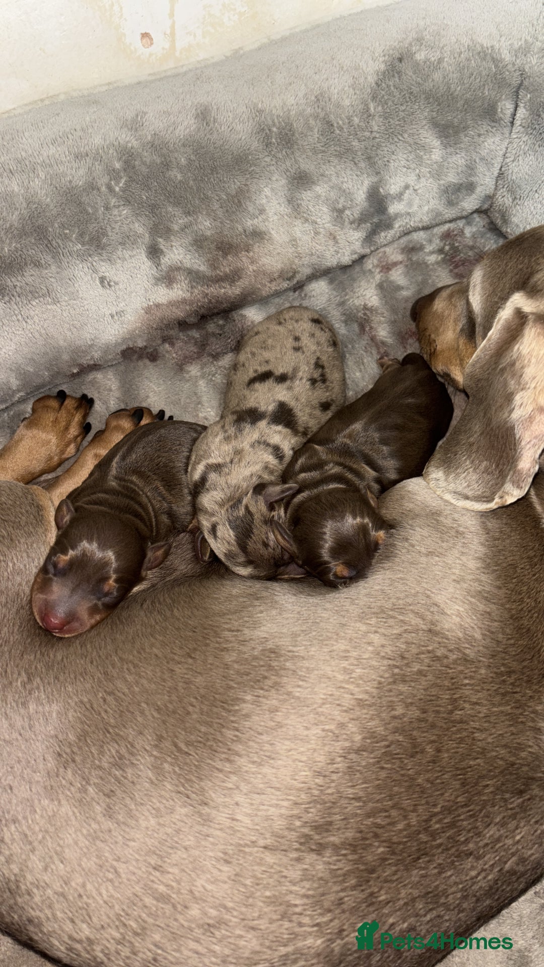 Miniature Dachshund dogs for sale: Miniature dachshund  - Image 12