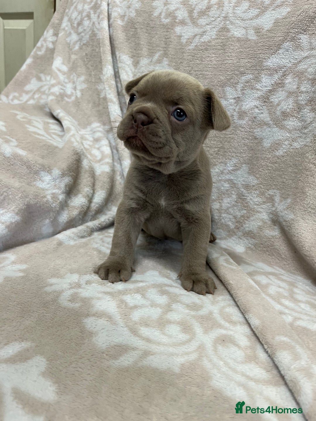 French Bulldog dogs for sale: Lovely Frenchies  - Advert 31