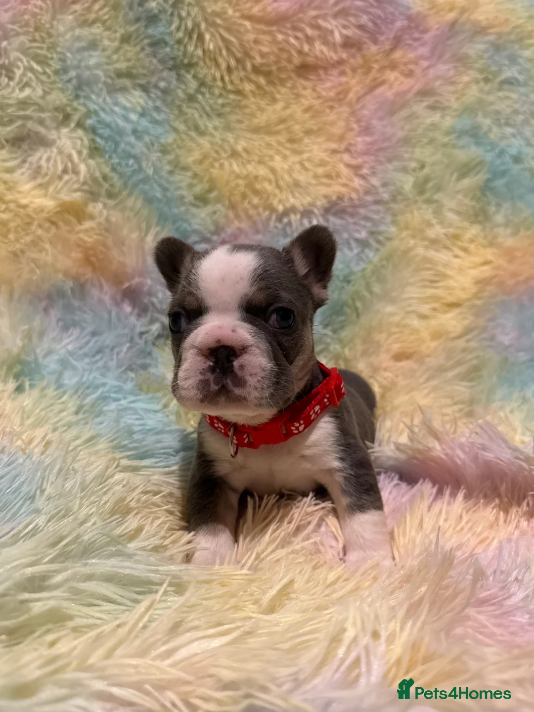 French Bulldog dogs for sale: LAST MALE LEFT beautiful KC reg French Bulldog - Advert 24