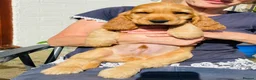 Cocker Spaniel dogs for sale: Quality fully health tested show cocker pup in Saltburn-by-the-Sea - Advert 8