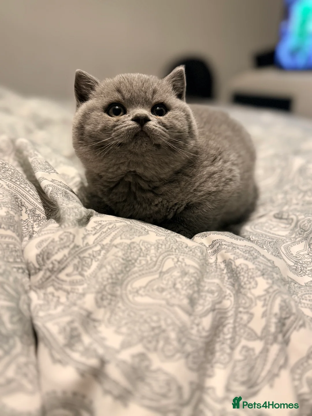 British Shorthair cats for sale: British Shorthair Kittens in Northolt - Advert 3