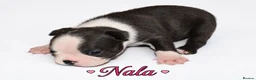 Boston Terrier dogs for sale: KC registered Boston Terrier Puppies  in Swanage - Advert 9