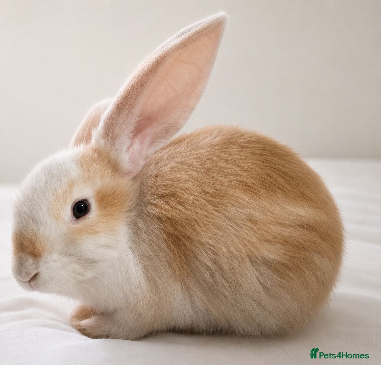 Continental Giant rabbits Beautiful giant rabbits  - Advert 16