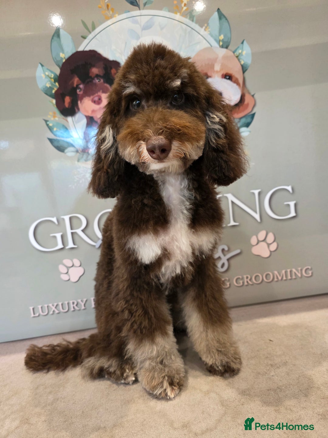 Mixed Breed dogs for sale: Toy/minture poodle  - Advert 5