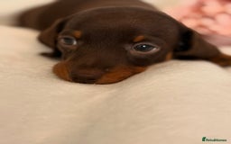 Miniature Dachshund dogs for sale: Stunning miniature dachshunds - tiny parents  - Image 11